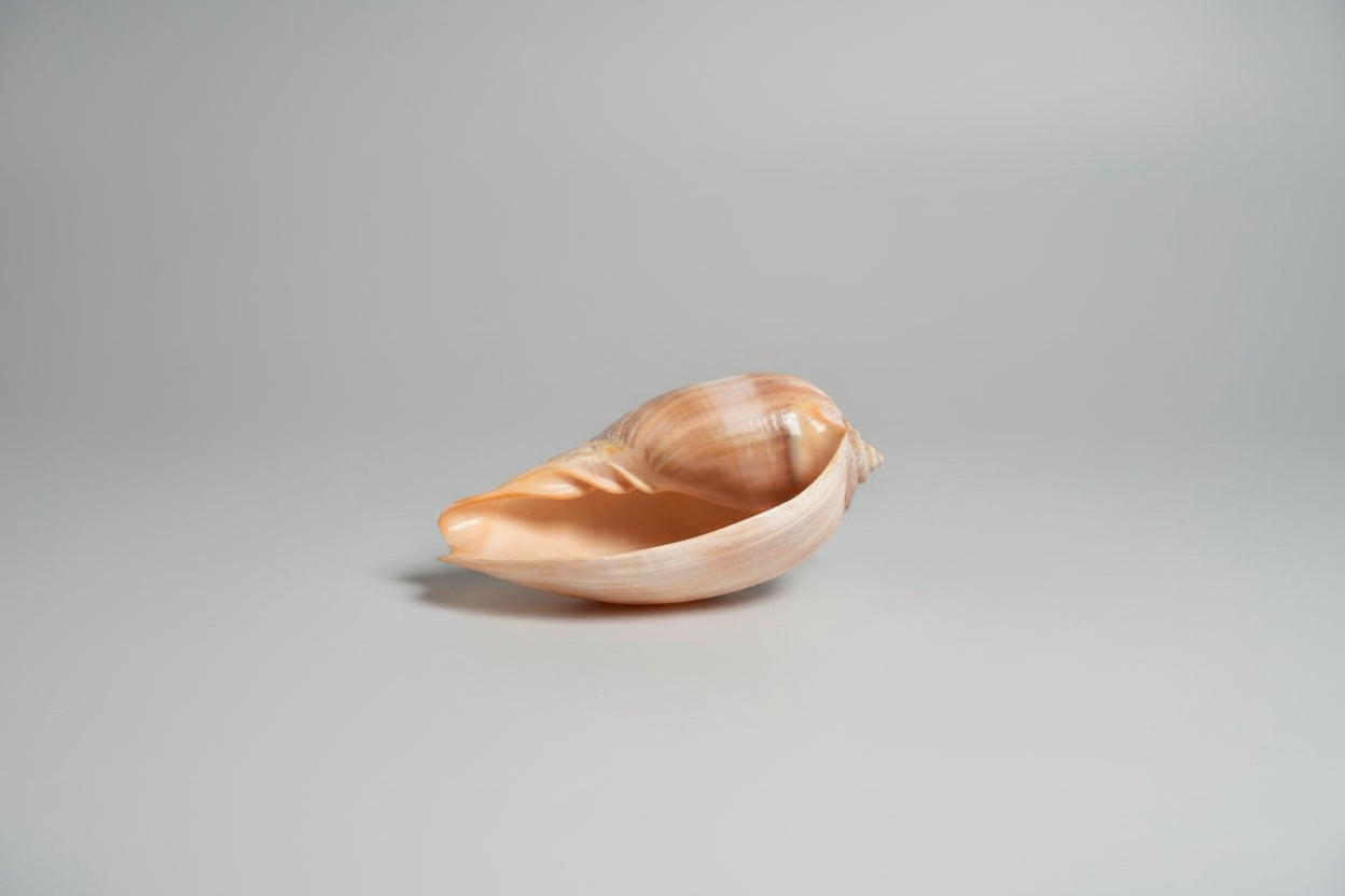 COQUILLAGE GEANT "Melo Melo"