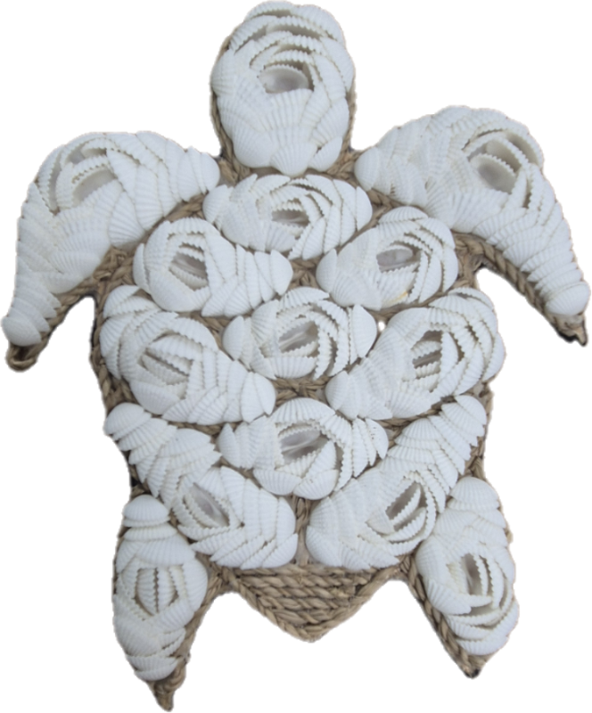 TORTUE COQUILLAGES