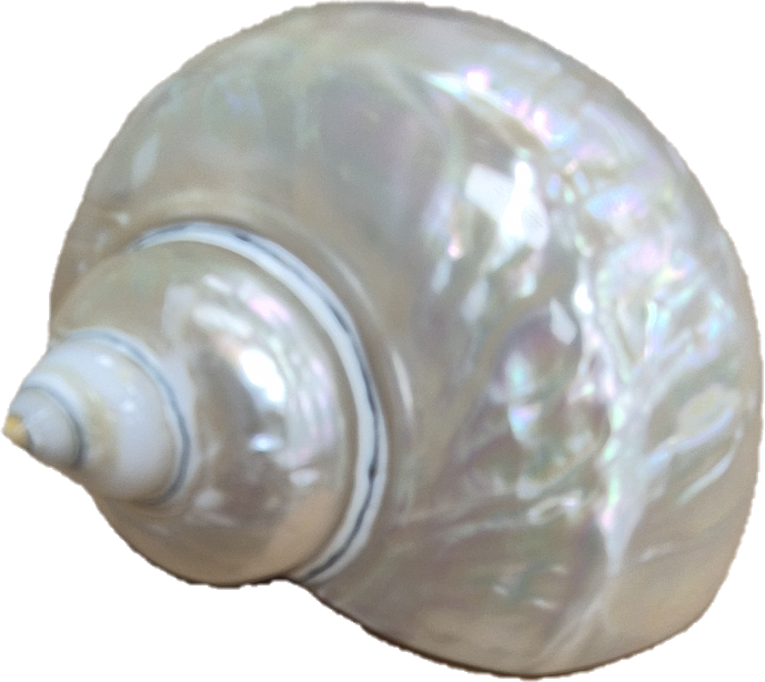 COQUILLAGES XXL