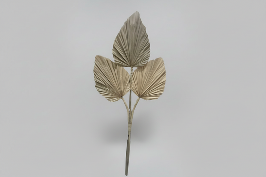 FEUILLE "Palmes Séchées"