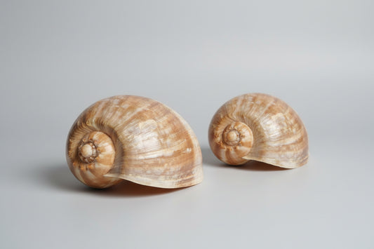 COQUILLAGE GEANT "Melo Melo"