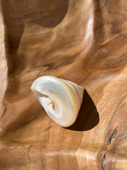 COQUILLAGE PETIT