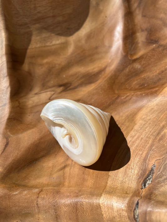 COQUILLAGE PETIT