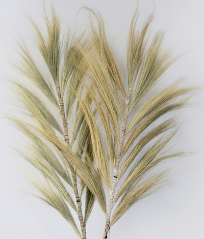 Feuille de Rayung
