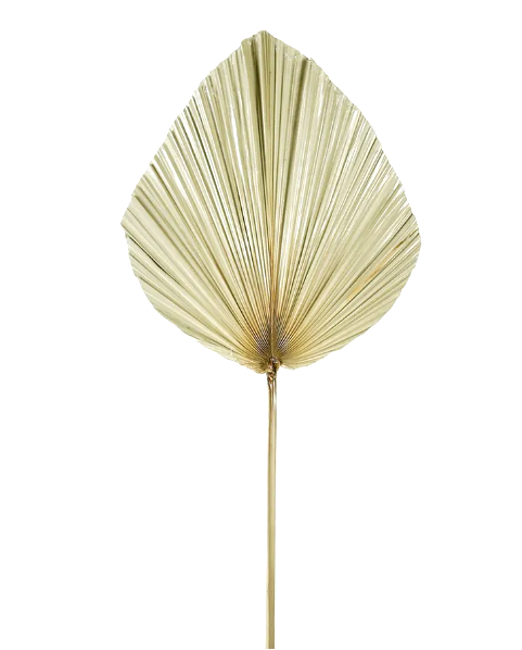 FEUILLES DE PALMIER