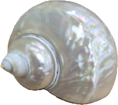COQUILLAGES XXL