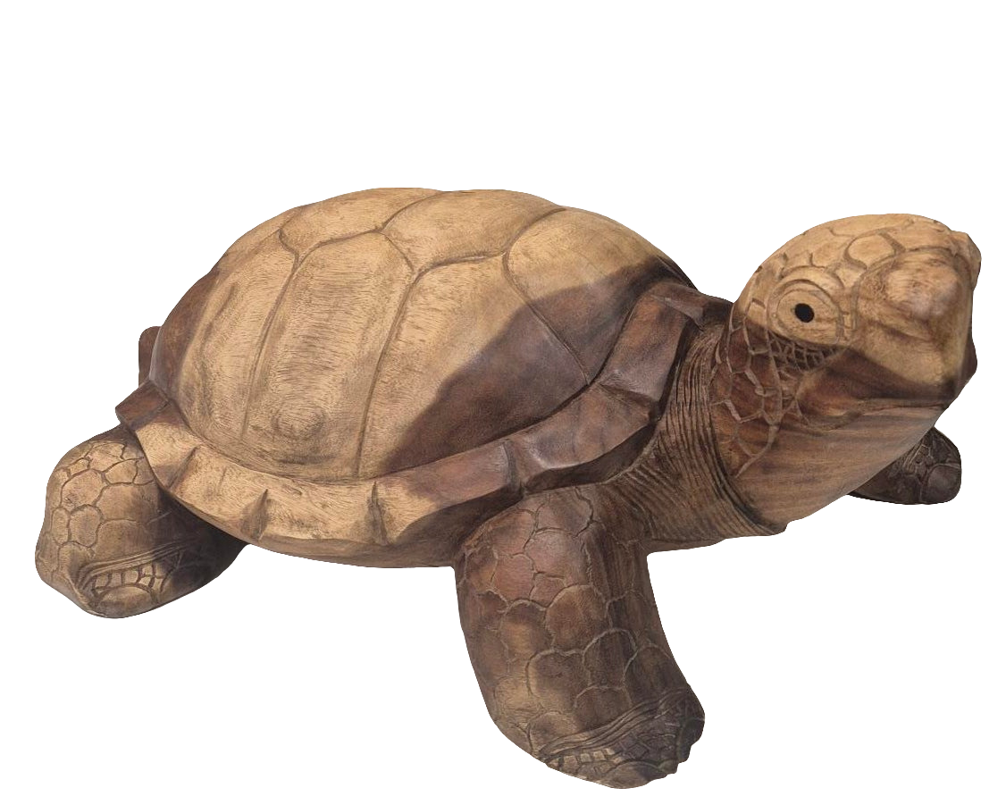 TORTUE GEANT TECK