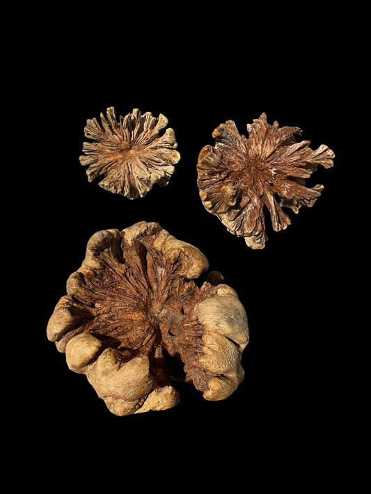 BOIS PARASITE